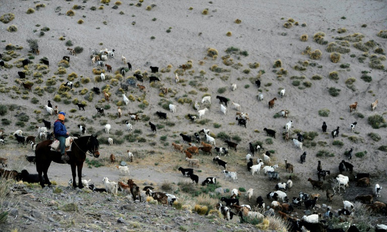 Sazo and other goat breeders scattered along the Andes foothills are on the frontline of climate change Sazo and other goat breeders scattered along the Andes foothills are on the frontline of climate change