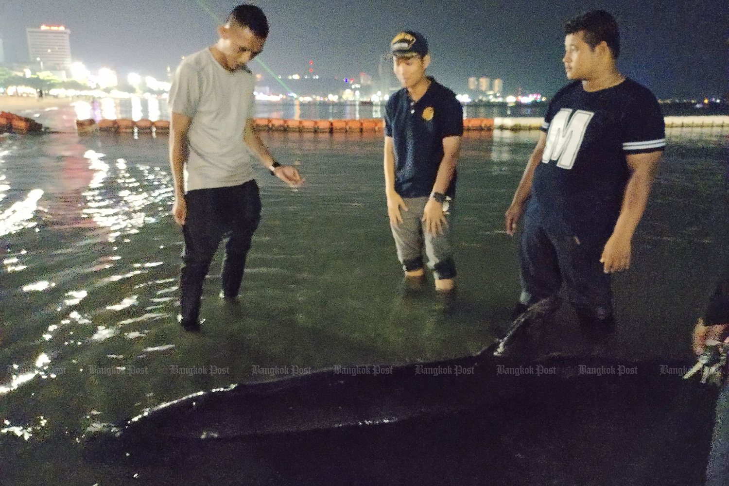 Officials look at a black killer whale washed ashore on a Pattaya beach on Wednesday night before taking it to a naval centre for marine animals. (Photo supplied by Chaiyot Pupattanapong)