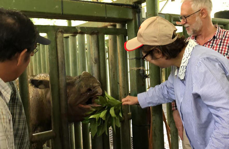 In this Aug 18, 2019, photo, Sabah Deputy Chief Minister Christina Liew, right, looks at rhino “Iman” in cage in eastern Sabah state. (Sabah Deputy Chief Minister’s Office via AP) In this Aug 18, 2019, photo, Sabah Deputy Chief Minister Christina Liew, right, looks at rhino “Iman” in cage in eastern Sabah state. (Sabah Deputy Chief Minister’s Office via AP)