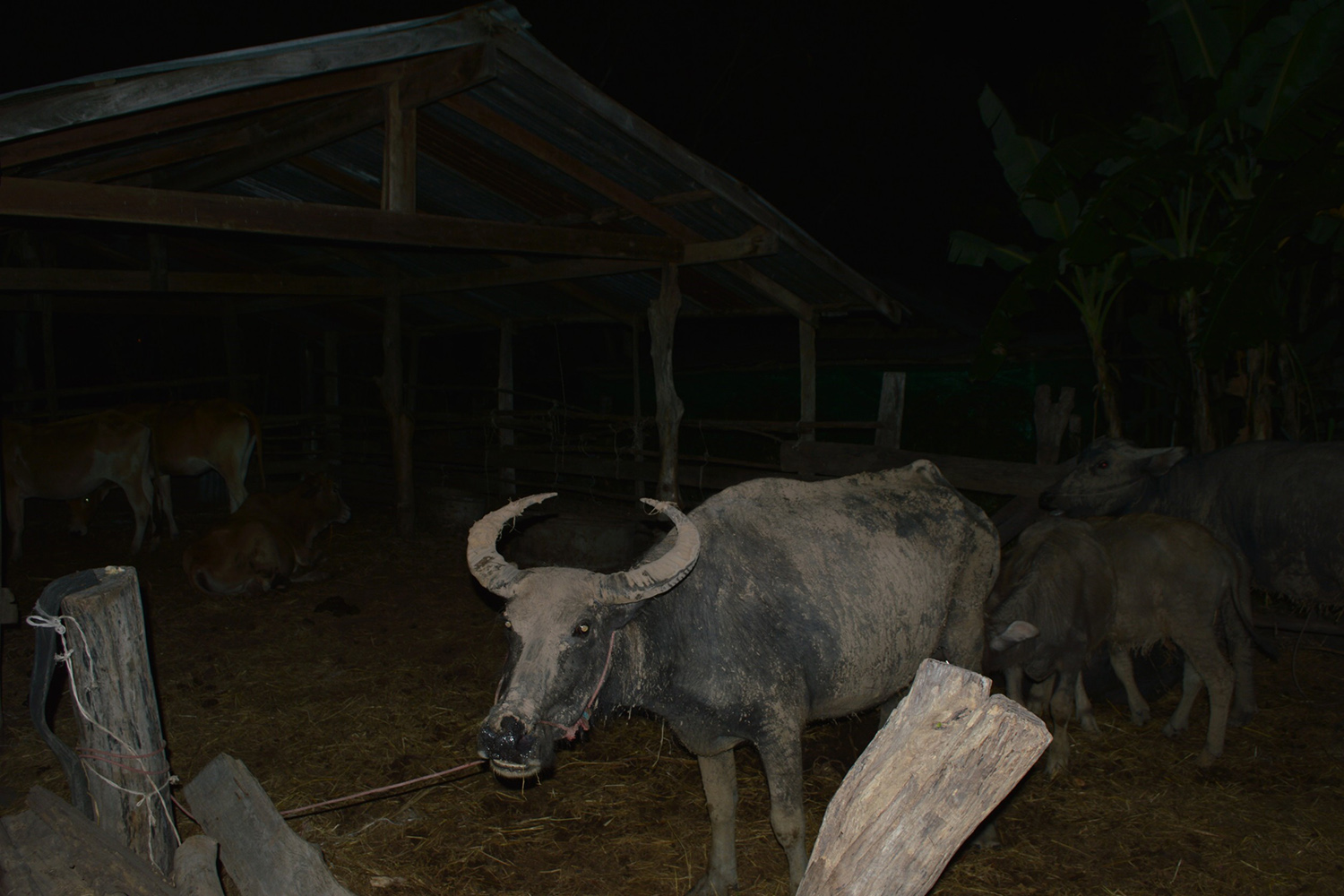 Man stole village chief's buffalo to pay loan shark