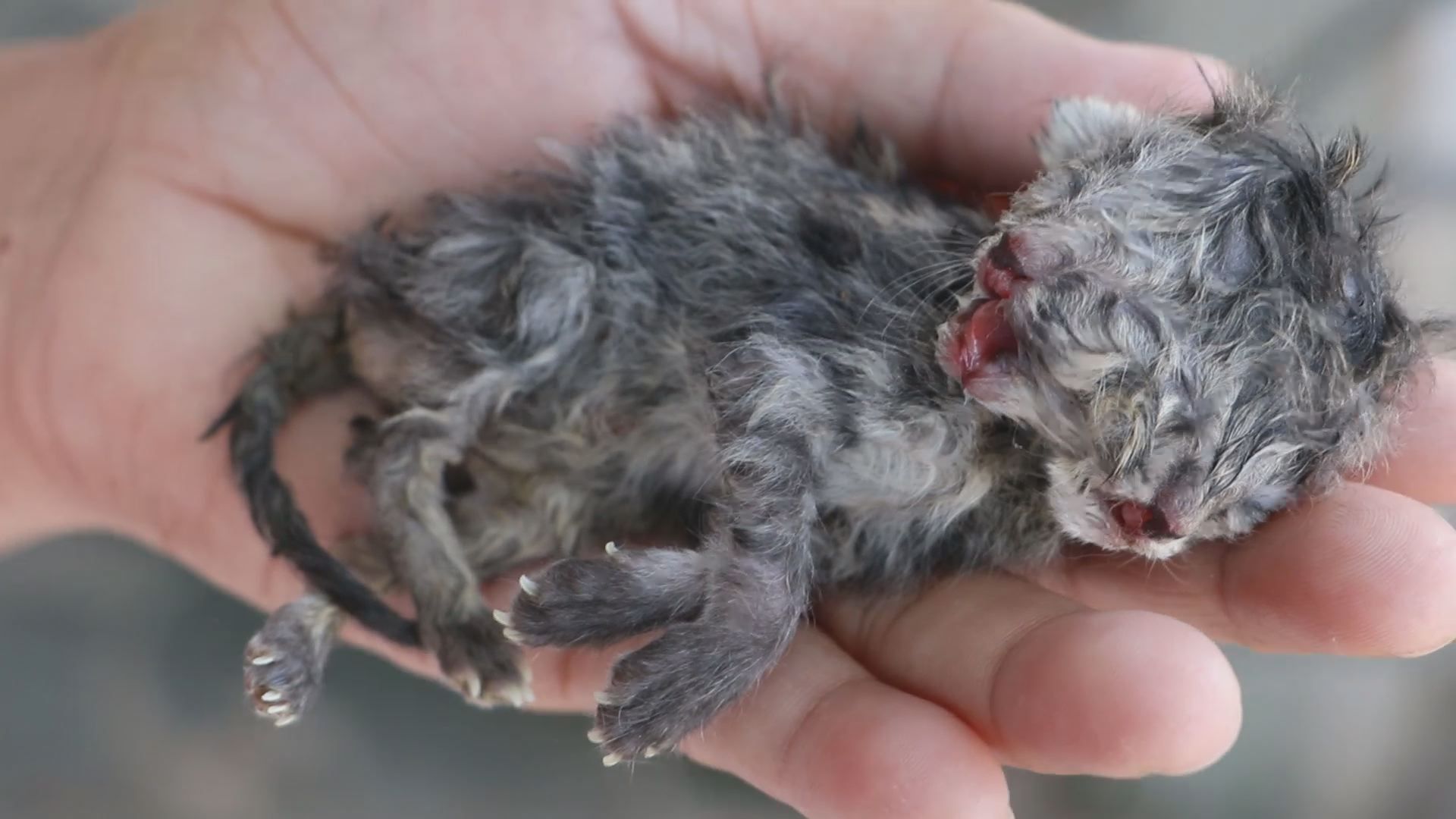 Persian cat has two-headed kitten