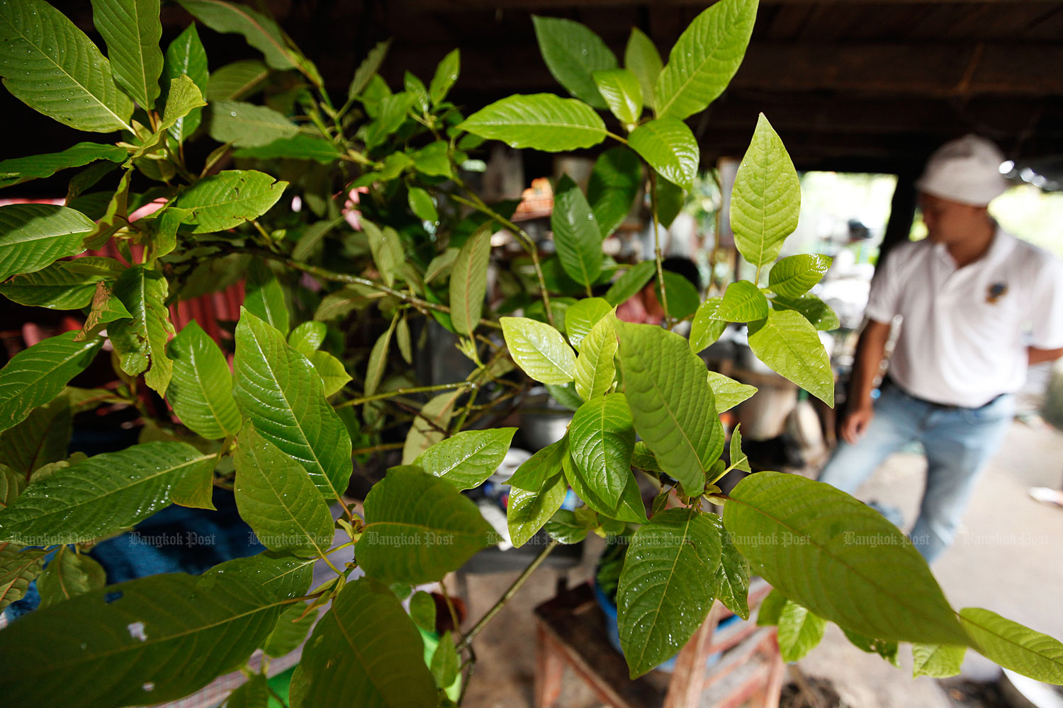 Somsak vows to hurry kratom legalisation