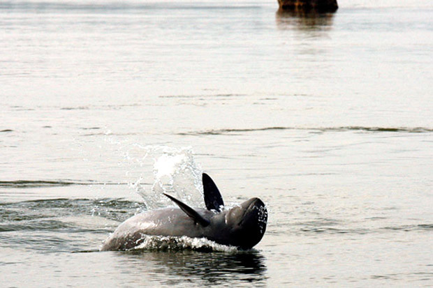 An Irrawaddy dolphin traverses the Mekong River in Cambodia. (Khmer Times photo)