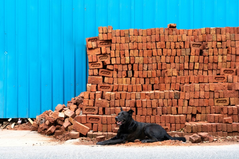 India has more than 30 million stray dogs such as this one in New Delhi India has more than 30 million stray dogs such as this one in New Delhi