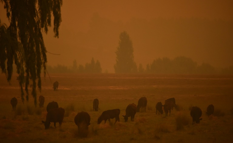 Australia has since October been overwhelmed by an unprecedented bushfire season made worse by climate change. Australia has since October been overwhelmed by an unprecedented bushfire season made worse by climate change.