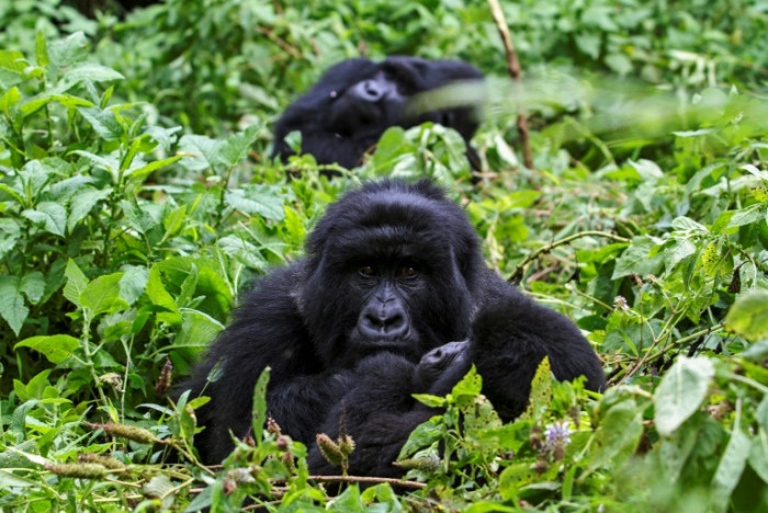 Mountain gorilla essay image