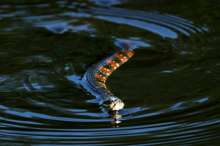 One resident said he saw around 25 Florida water snakes gather at a park in Lakeland, southwest of Orlando One resident said he saw around 25 Florida water snakes gather at a park in Lakeland, southwest of Orlando