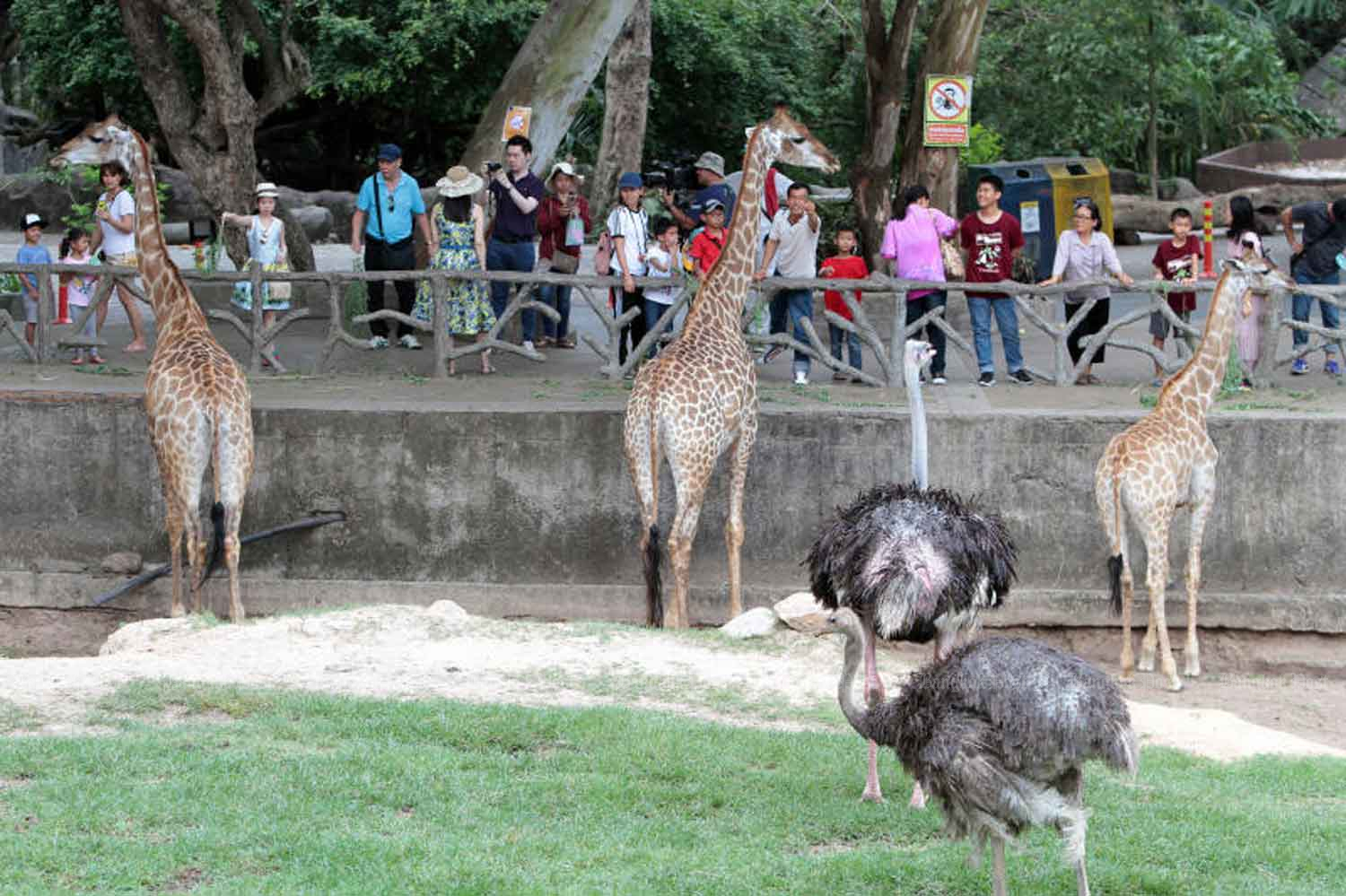 Khao Kheow Open Zoo in Chon Buri province will be closed for 14 days. (Bangkok Post file photo)