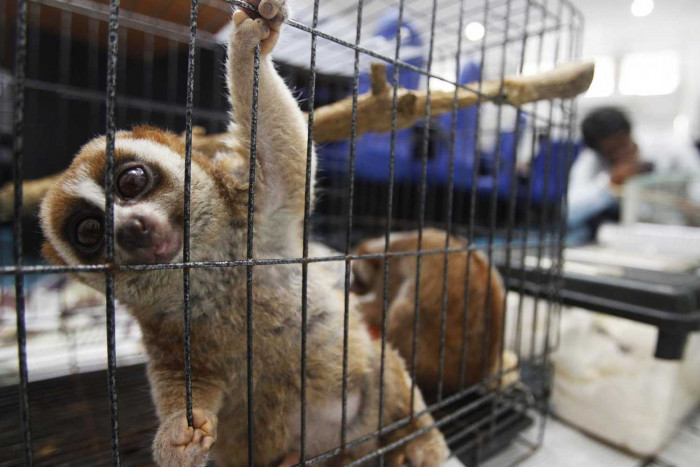 A vaccine against outbreaks: Ban wildlife trade