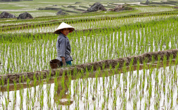Vietnam halts new rice export contracts as it reviews stocks