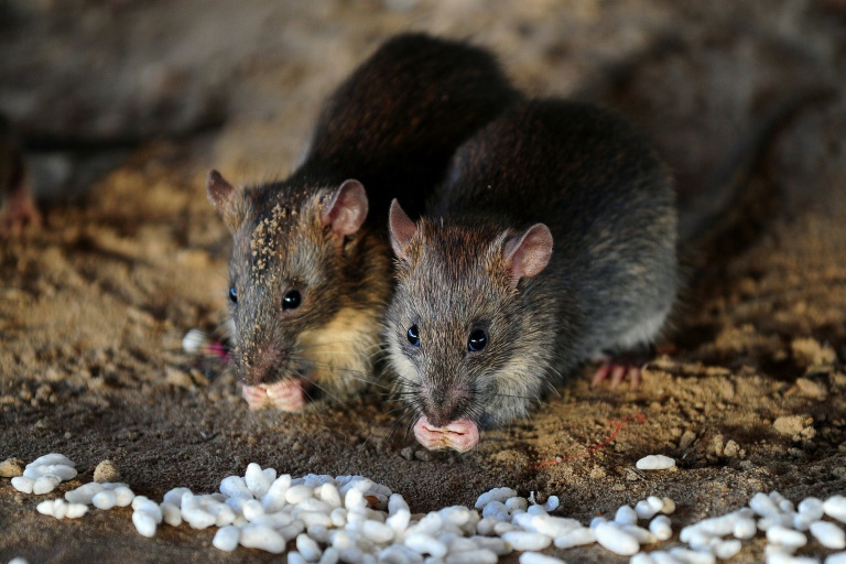 Smelling a rat: How rodents sniff out fake beggars