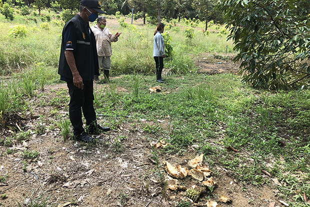 Curfew-bound farmers watch helplessly as wild elephants ravage orchards