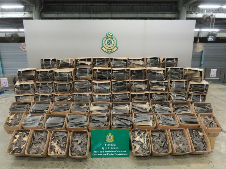 Hong Kong seizes fins from 38,500 endangered sharks