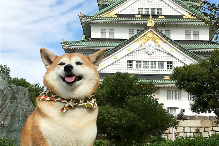 A lovely furry friend