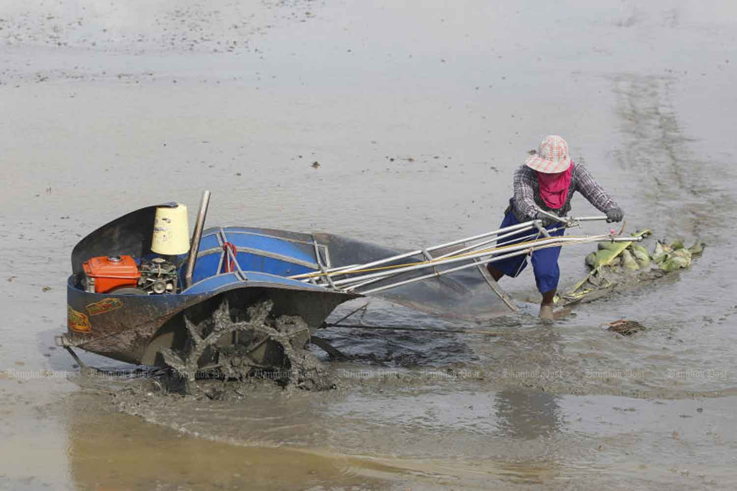 A rice farmer at work in Nonthaburi province early this month. (Photo by Pattarapong Chatpattarasill)