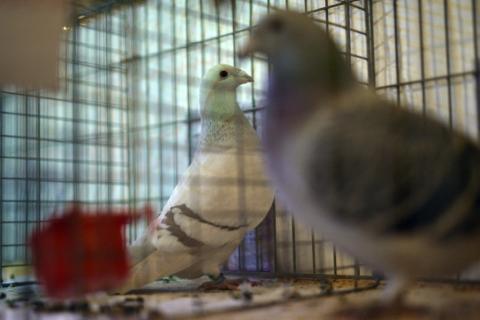 Pigeon racing beats snooker to the sporting start line in England
