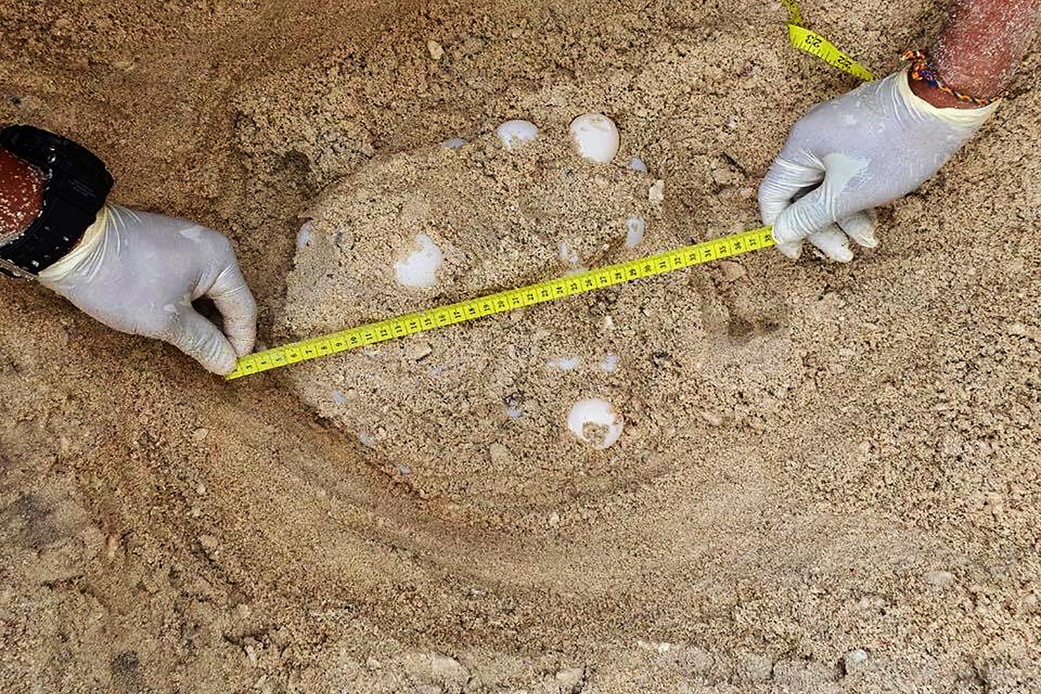 An official measures a sea turtle egg nest found on Laem Sor Beach on Koh Samui, Surat Thani, before a structure is built to protect the area. (Department of Marine and Coastal Resources)