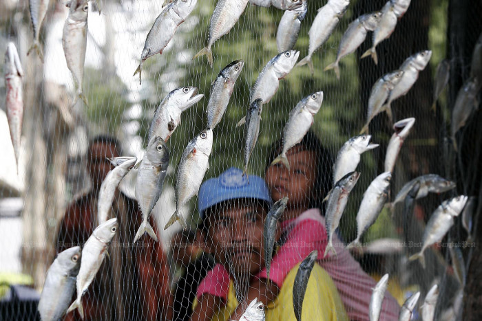 Sardine, mackerel populations surge in Thai Gulf