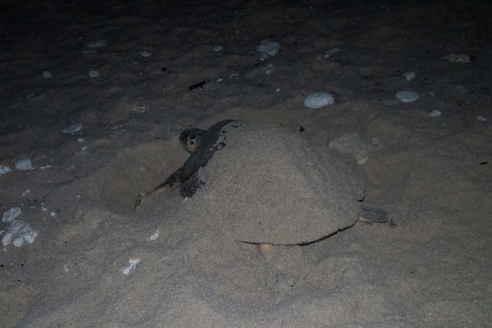Another turtle nest on Koh Samui