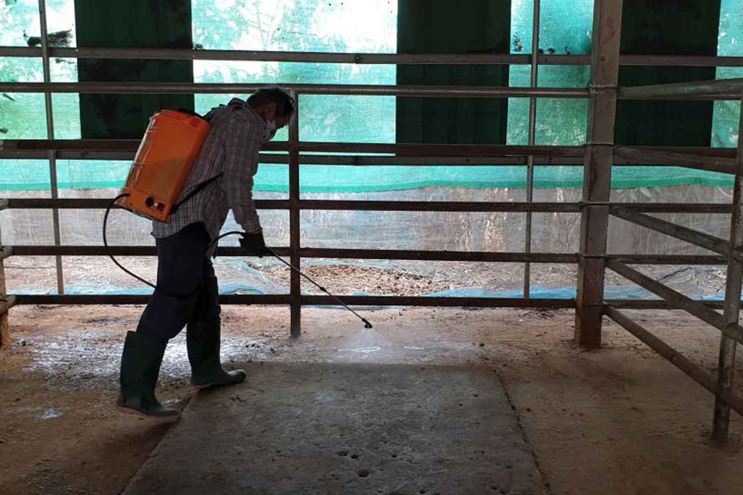 A worker sprays wood vinegar in a private stable in Chai Nat to protect horses from insects. (Photo by Katesuda Meteeviwat) A worker sprays wood vinegar in a private stable in Chai Nat to protect horses from insects. (Photo by Katesuda Meteeviwat)