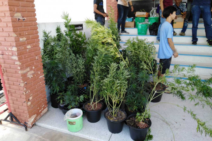 Online ganja seller busted after sky-high sales during Covid