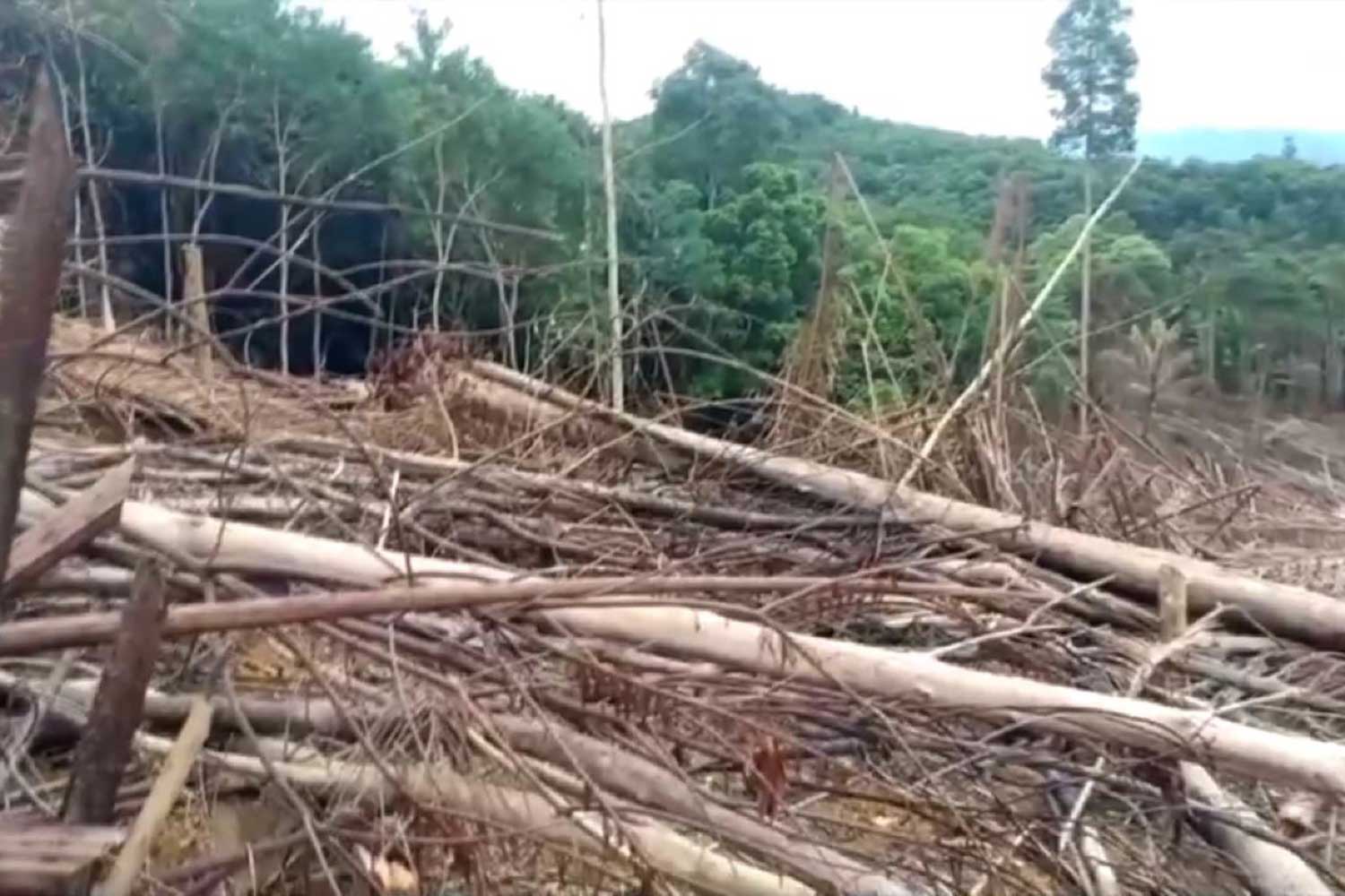 Trees felled in an encroached area of forest on Sankalakhiri mountain in Chanae district of Narathiwat province. (Photo: Waeda Harai)





Many trees have been felled in an encroachment of forest on the Sankalakhiri mountain in Chanae district of Narathiwat province. (Photo by Waedao Harai)