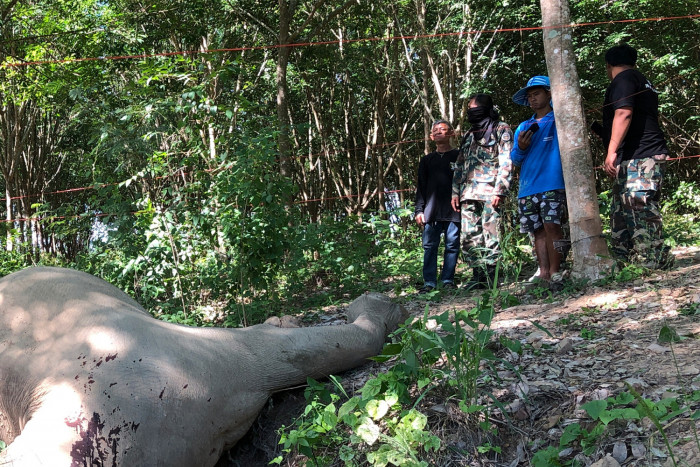 Man arrested for killing wild elephant in national park