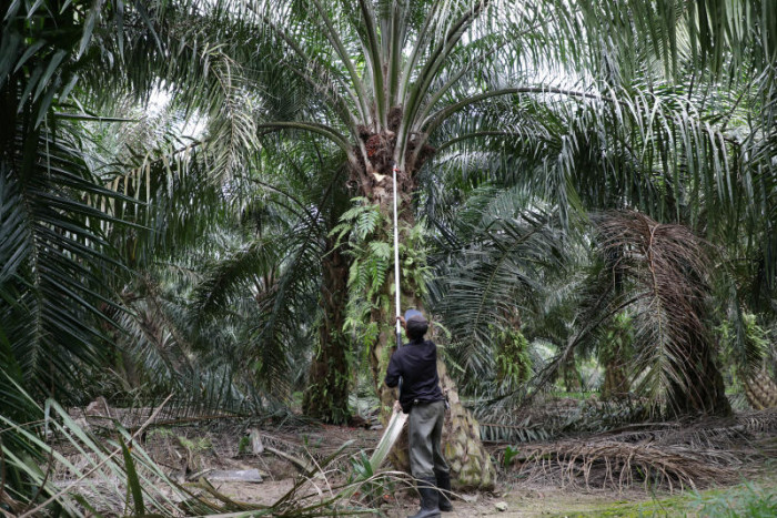 Malaysia to file WTO legal action against EU over palm oil