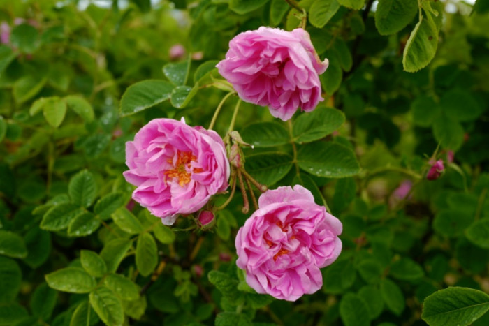 When coronavirus robs you of your sense of smell