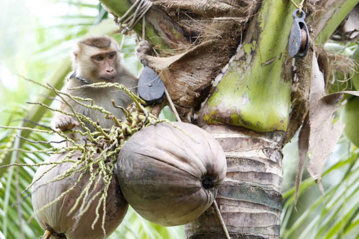 Jurin denies 'industrial' monkey use
