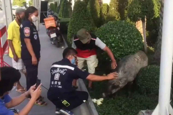 Pig on the loose soon caught in Bang Phli