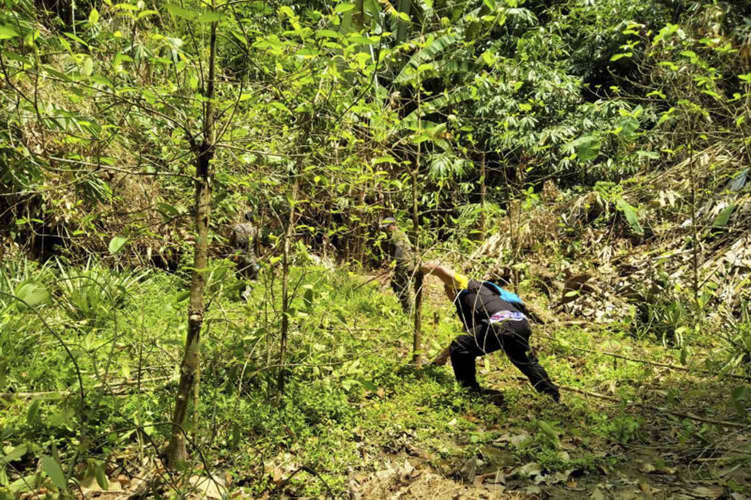 Officials are cutting kratom trees in Kapong district of Phangnga in March. (Photo by Achadtaya Chuenniran)