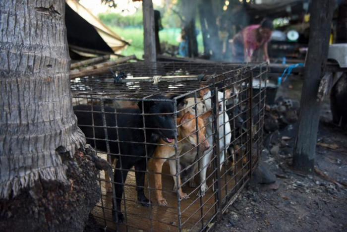 Cambodian tourist province bans 'alarming' dog meat trade