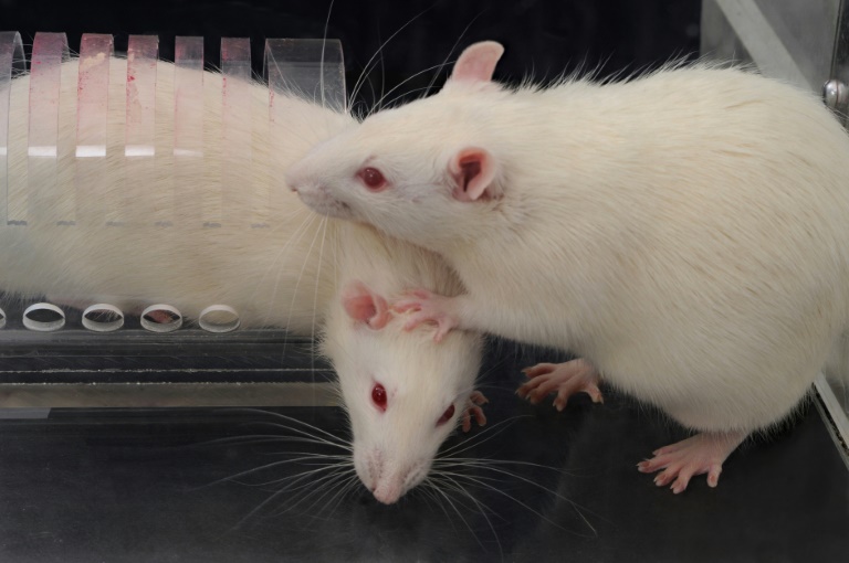 A rat trapped in a restrainer as a free rat opens the restrainer door to liberate the trapped rat A rat trapped in a restrainer as a free rat opens the restrainer door to liberate the trapped rat