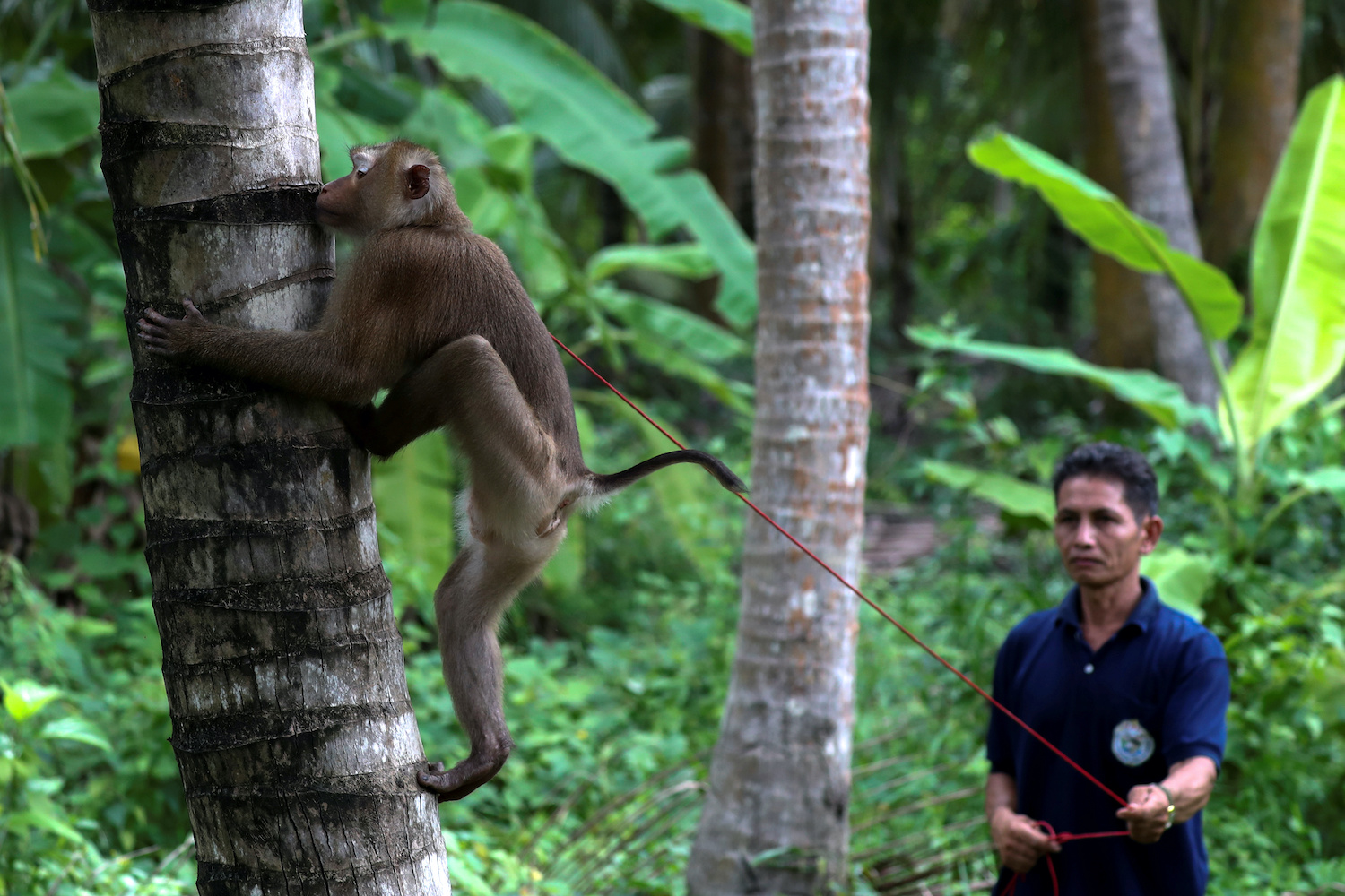 Monkey trainer defends practices