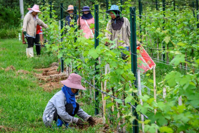 Thai wine sisters take aim at booze monopoly