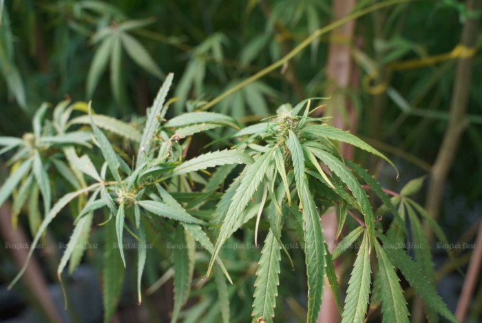 RMUTI steps up cannabis research