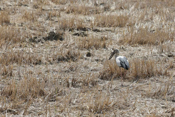 Water reserves at 4 dams fall to 'critical'