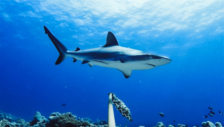 Reef tales: candid cams reveal shark populations in decline