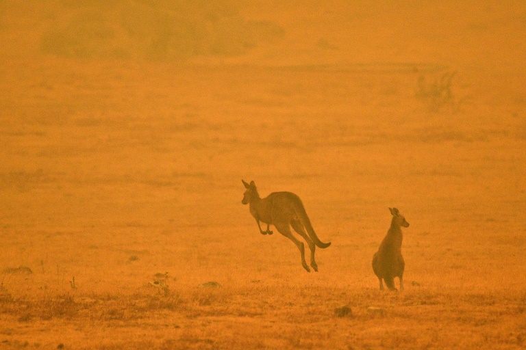 A kangaroo bounds through a field shrouded in smoke amid the eerie glow from bushfires in Snowy Valley on the outskirts of Cooma, New South Wales, in January. A kangaroo bounds through a field shrouded in smoke amid the eerie glow from bushfires in Snowy Valley on the outskirts of Cooma, New South Wales, in January.