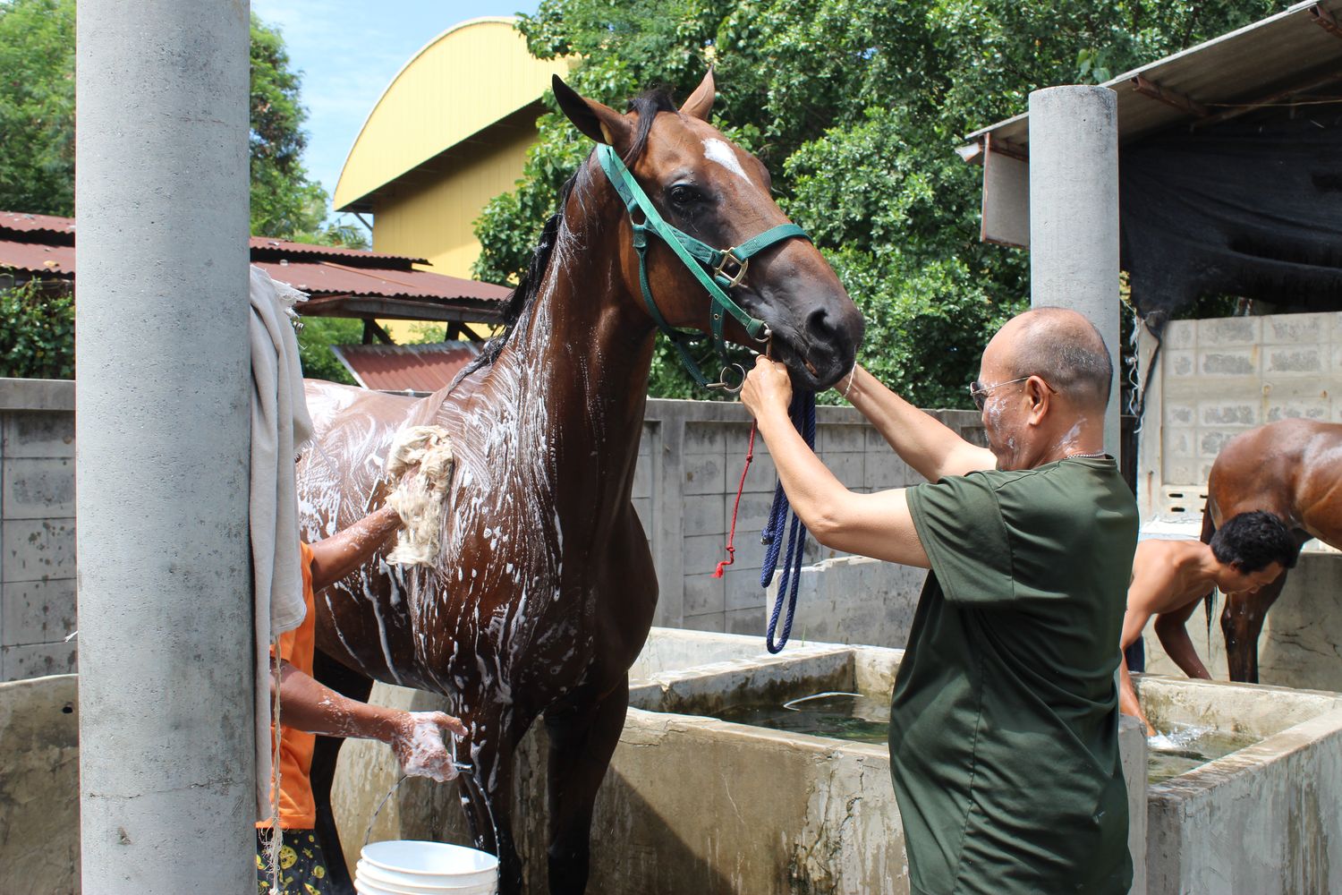 Stablehands wash a horse in Nakhon Ratchasima province in this undated photo.(Photo supplied by Prasit Tangprasert) Stablehands wash a horse in Nakhon Ratchasima province in this undated photo.(Photo supplied by Prasit Tangprasert)