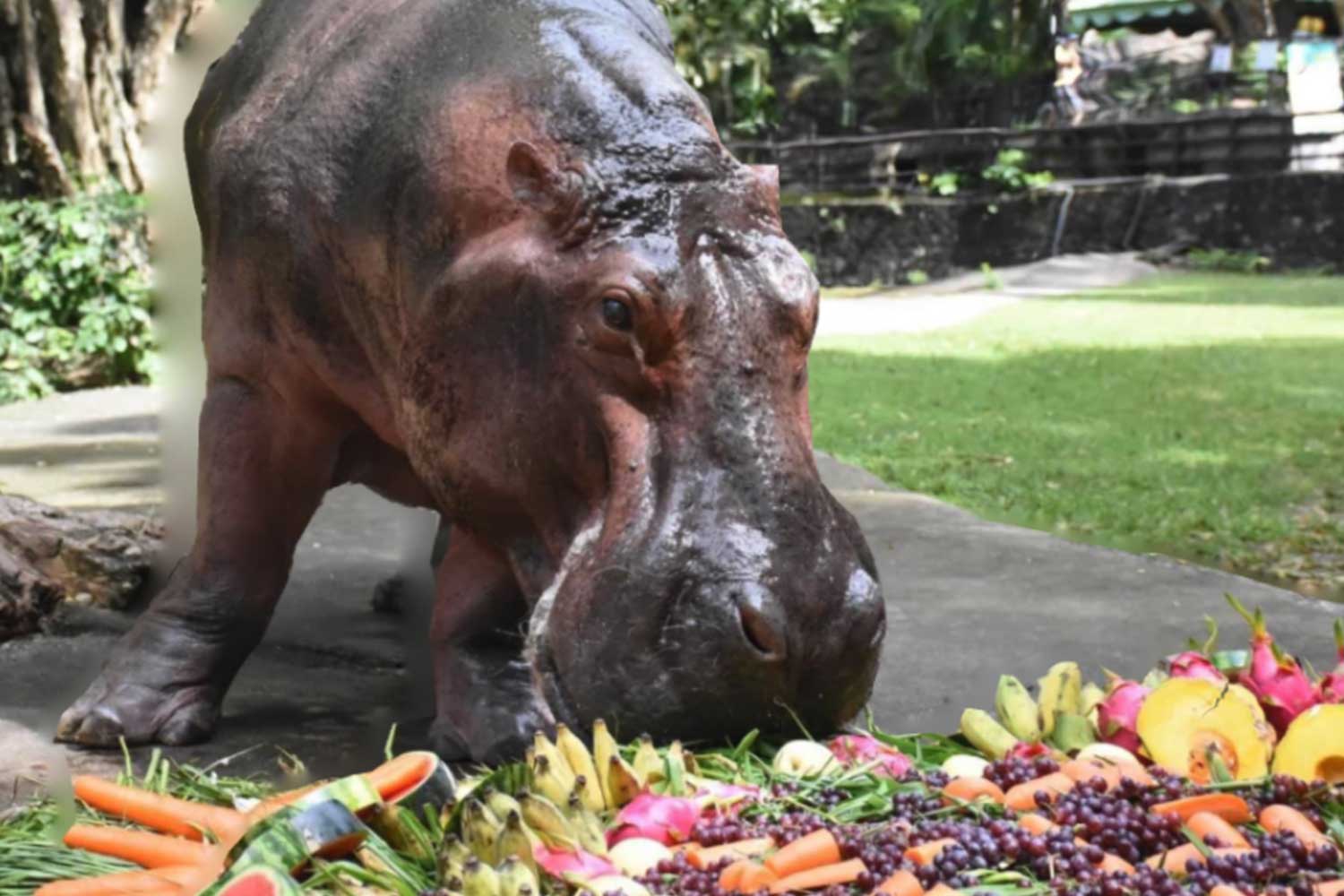 Birthday celebration as Thailand's oldest hippo, Mae Mali, turns 55