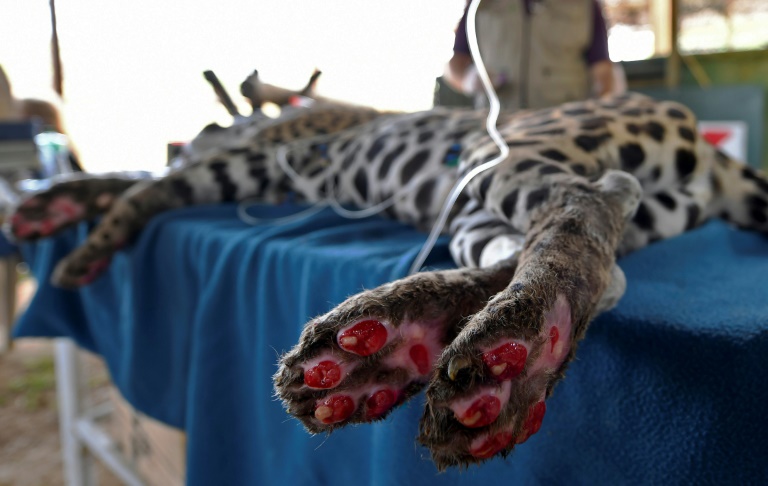 Jaguar Amanaci suffered third degree burns from the Pantanal fires and may never be able to be released into the wild again Jaguar Amanaci suffered third degree burns from the Pantanal fires and may never be able to be released into the wild again