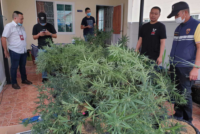 Argentinian caught growing cannabis