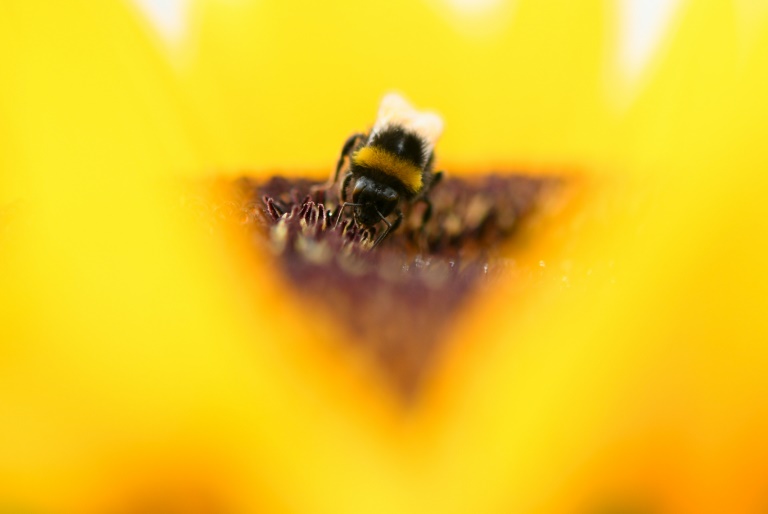 Colony reproduction reduced by 30 to 45 percent at radiation doses previously considered too low to impact insects Colony reproduction reduced by 30 to 45 percent at radiation doses previously considered too low to impact insects