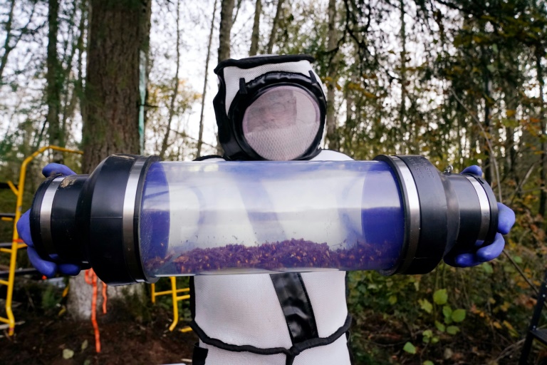 Sven Spichiger, Washington State Department of Agriculture managing entomologist, displays a canister of Asian giant hornets vacuumed from a nest in a tree in Blaine, Washington state, US. Sven Spichiger, Washington State Department of Agriculture managing entomologist, displays a canister of Asian giant hornets vacuumed from a nest in a tree in Blaine, Washington state, US.