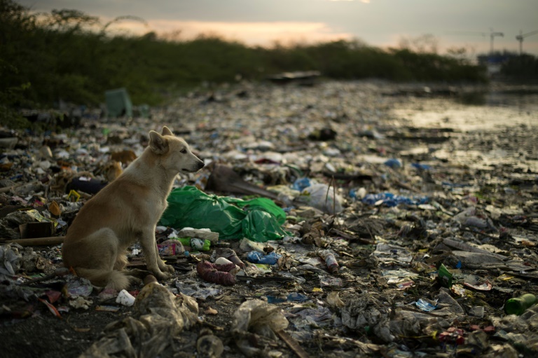 They are some of 1,800 marine mammals and turtles found to have ingested or been entangled by plastic along American coastlines since 2009, according to a report from conservation NGO Oceana They are some of 1,800 marine mammals and turtles found to have ingested or been entangled by plastic along American coastlines since 2009, according to a report from conservation NGO Oceana