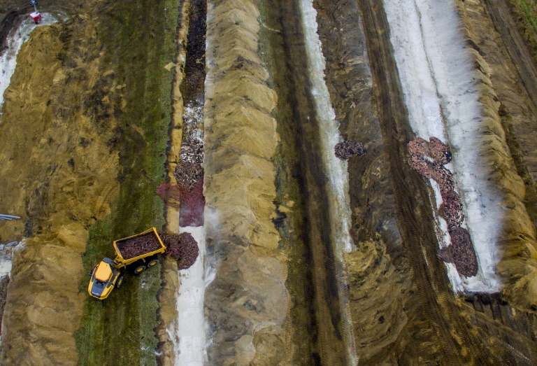 The minks were reportedly buried in graves that were not deep enough, allowing them to rise to the surface. The minks were reportedly buried in graves that were not deep enough, allowing them to rise to the surface.