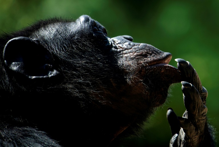 Cogito ergo sum? A chimp at the Bioparco Zoo in Rome during a heatwave in August this year Cogito ergo sum? A chimp at the Bioparco Zoo in Rome during a heatwave in August this year