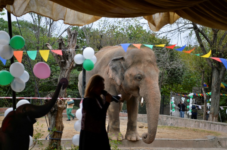 Kavaan, 'the world's loneliest elephant' is heading to a sanctuary in Cambodia following a social media campaign by US pop star Cher. Kavaan, 'the world's loneliest elephant' is heading to a sanctuary in Cambodia following a social media campaign by US pop star Cher.